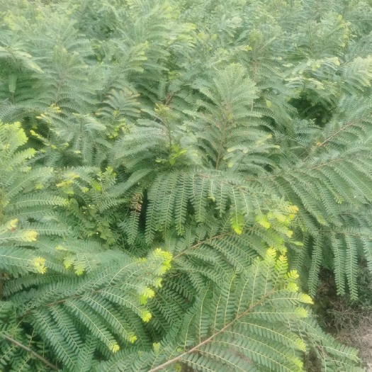 灵山县余甘果苗 余柑果苗