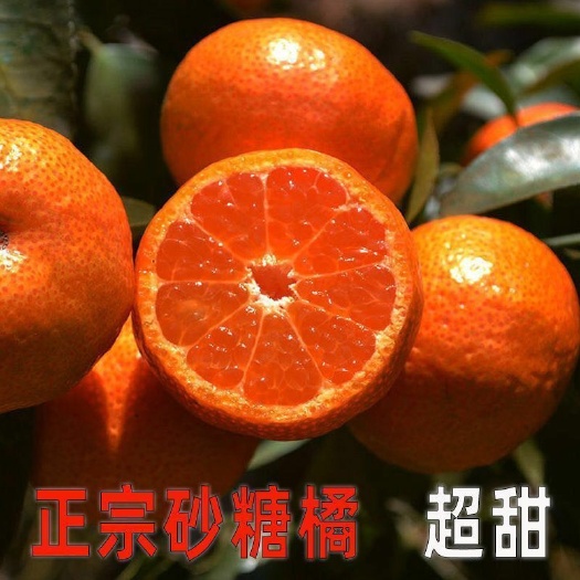 柳州沙糖桔 砂糖橘正宗砂糖桔广西纯甜砂糖橘小桔子批发电商商超