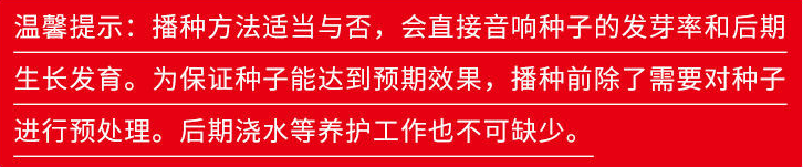 高羊茅种子四季青绿化护坡草籽耐寒耐旱耐践踏草籽冷季型草