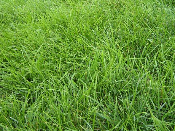 高羊茅种子四季青绿化护坡草籽耐寒耐旱耐践踏草籽冷季型草