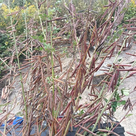 花木蓝 木蓝  种子 高速路护坡专用