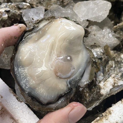 广州三倍体生蚝  广东湛江生蚝 路边摊烧烤 小蚝 中蚝 大蚝