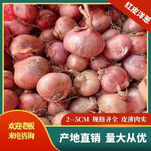 广州红皮洋葱/葱头 黄皮东北葱/毛葱 专业批发诚信经营量大价优！