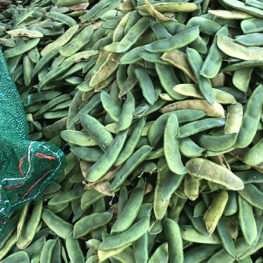 徐闻县荷兰豆 荷包豆批发