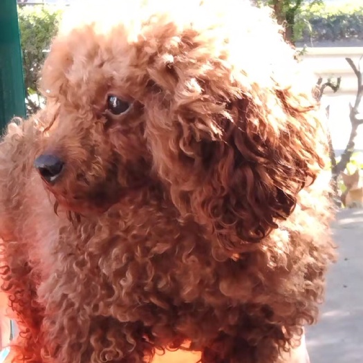 宿州泰迪犬，自家狗狗，价格便宜！