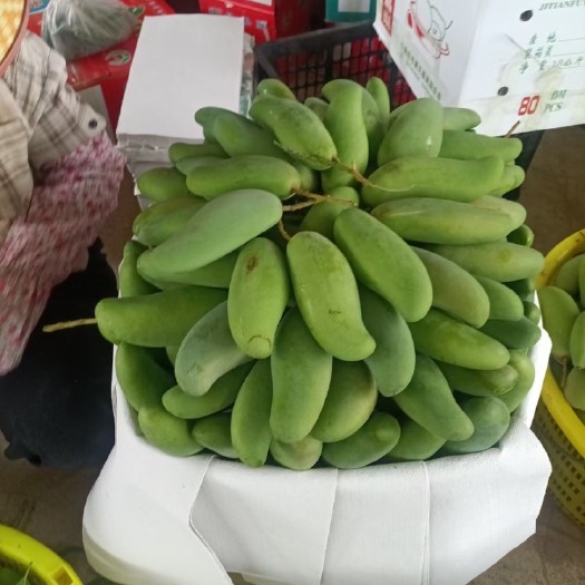 三亚 海南三亚象牙芒果果地直发