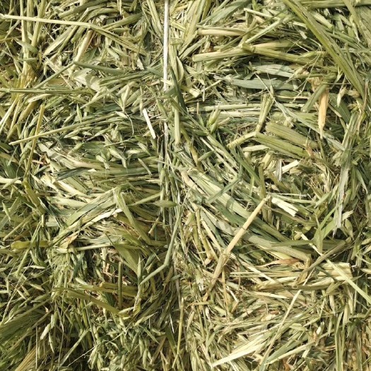 阿旗饲料燕麦草 燕麦草  优质燕麦
