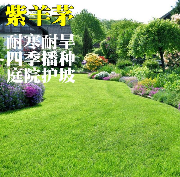 高羊茅种子四季青绿化护坡草籽耐寒耐旱耐践踏草籽冷季型草