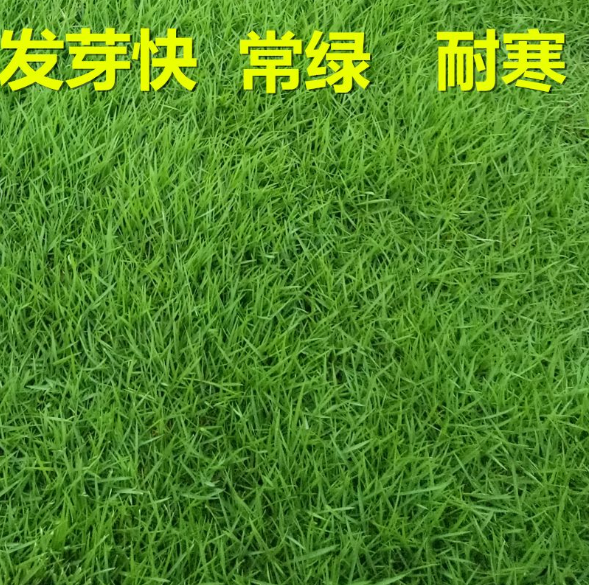 高羊茅种子四季青绿化护坡草籽耐寒耐旱耐践踏草籽冷季型草