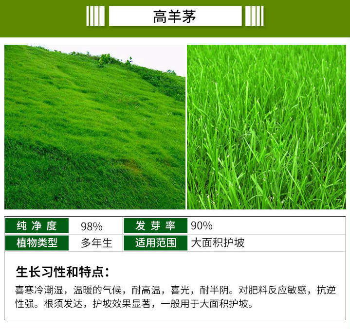 高羊茅种子四季青绿化护坡草籽耐寒耐旱耐践踏草籽冷季型草