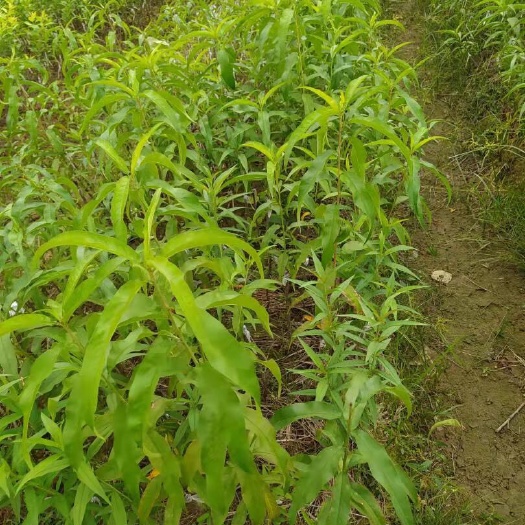 灵山县蜜桃苗 水蜜桃