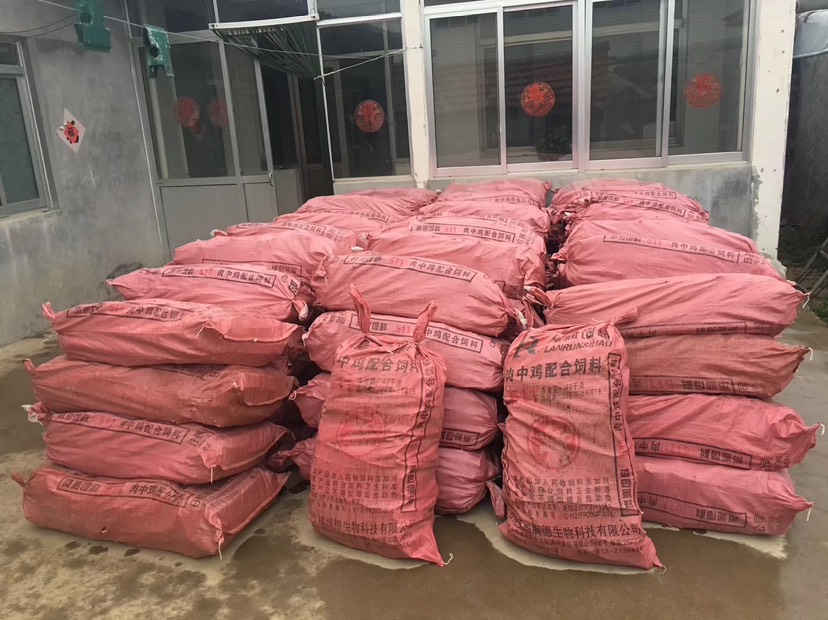 红皮红肉火龙果苗  有根苗、无根苗都有，产地直销，品种多元