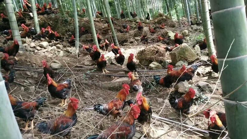 宁德散养土鸡
