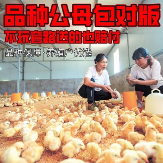 南宁优质三黄鸡苗，全国批发零售快递发货，一件代发