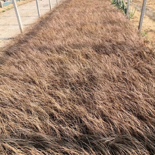 青州市草坪  棕红苔草