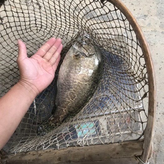 东台市桂鱼 鳜鱼成鱼出售