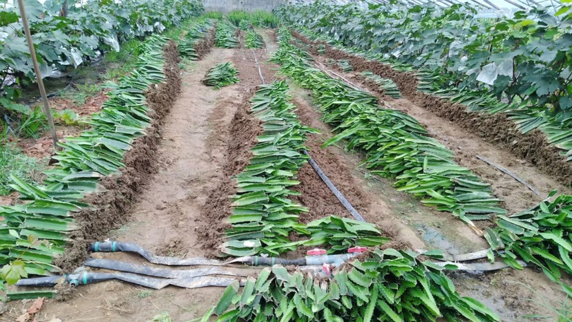 红皮红肉火龙果苗  有根苗、无根苗都有，产地直销，品种多元