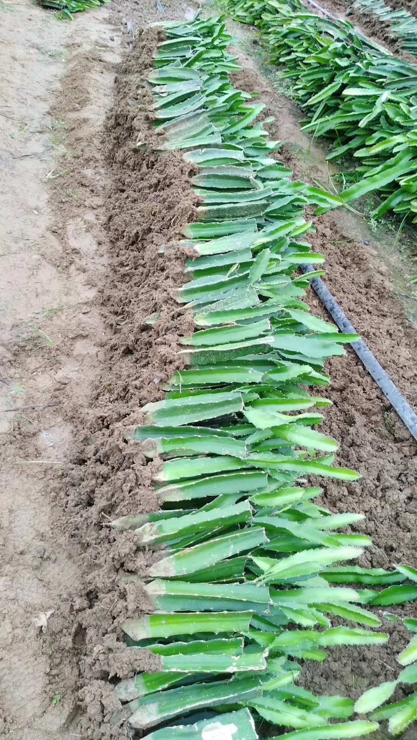 红皮红肉火龙果苗  有根苗、无根苗都有，产地直销，品种多元