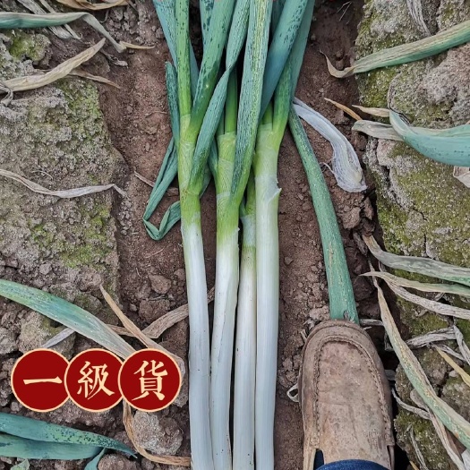 潍坊山东铁杆大葱，货源充足，价低货好。