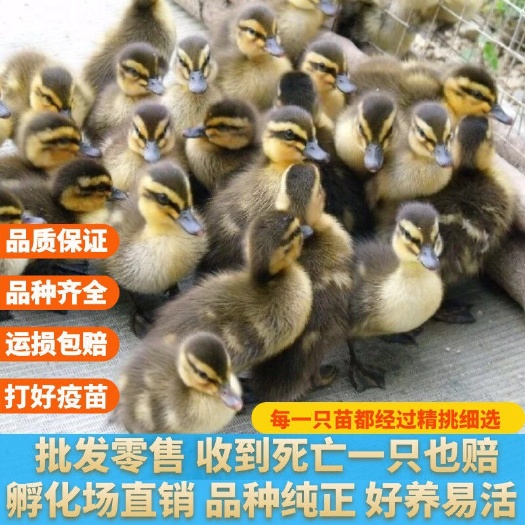 南宁鸭子活体幼苗麻鸭苗批发