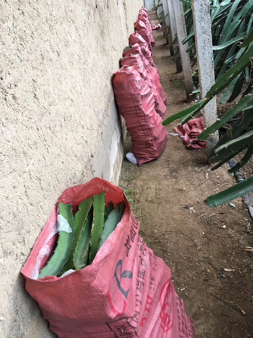 红皮红肉火龙果苗  有根苗、无根苗都有，产地直销，品种多元
