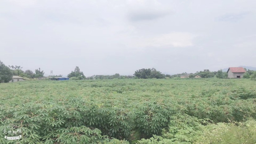 贺州新鲜木薯、产地直销，品质保证，价格优惠