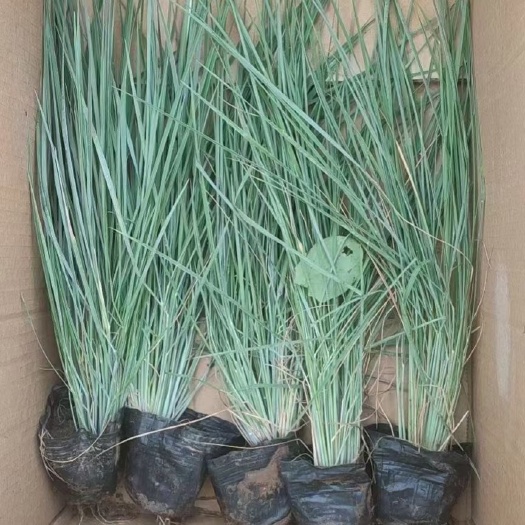 青州市 优质多芽细叶芒，优质细叶芒杯苗，