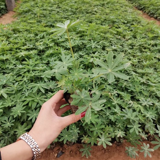 青州市鲁冰花盆栽 优质鲁冰花杯苗，双色盆鲁冰花