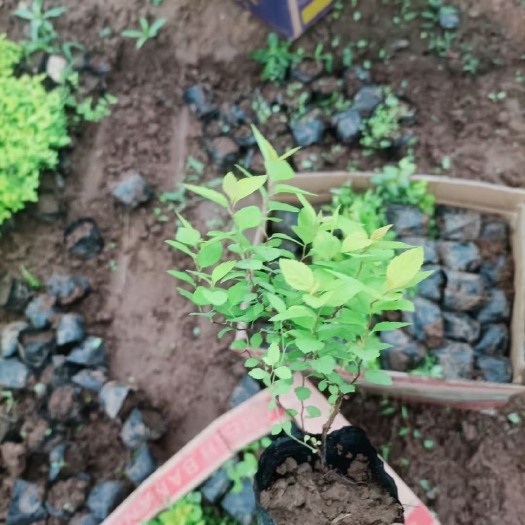 青州市金焰绣线菊 优质绣线菊杯苗，多芽绣线菊