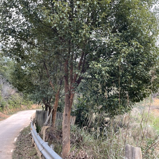 饶平县全冠香樟