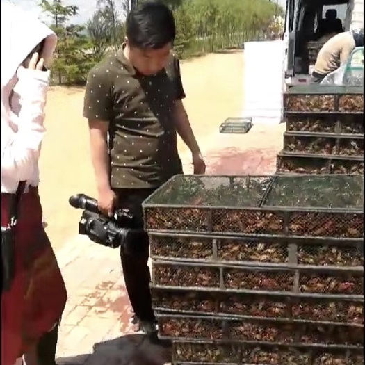 鱼台县山西省优质小龙虾苗