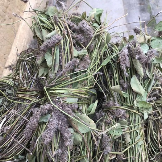 英德市狸尾草 狐尾草  羊咩香干货