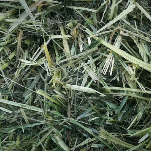 阿旗饲料燕麦草 燕麦草，一级燕麦，全绿燕麦