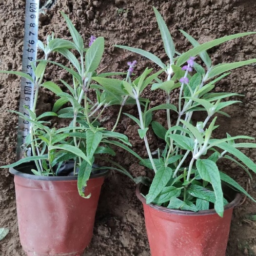青州市 优质双色盆墨西哥鼠尾草，营养杯墨西哥鼠尾草