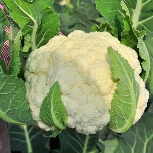 当阳市白花菜花 青梗白花菜，产地直销，质量好，货源充足，欢迎订购