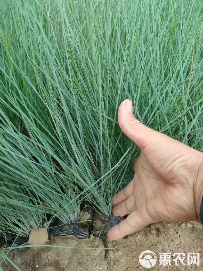  优质多芽细叶芒，优质细叶芒杯苗，