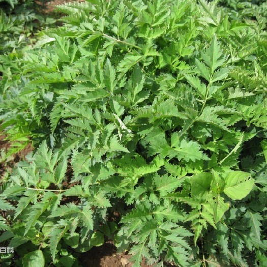 岷县岷当归 当归22年甘肃岷县产地种植