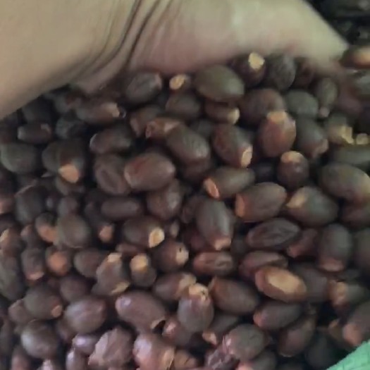 荔枝核