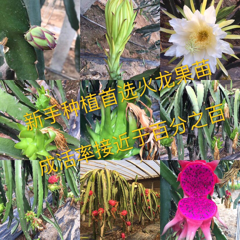 红心火龙果苗，带根发货，当年结果，全程免费提供技术指导，包邮