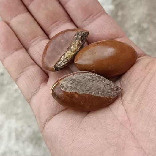 蛋黄果苗  鸡蛋果种子蛋黄果种子