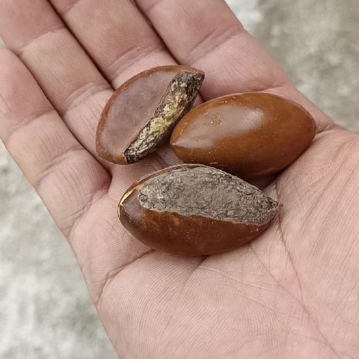 茂名蛋黄果苗  鸡蛋果种子蛋黄果种子