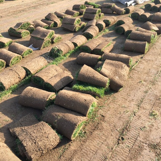 石家庄早熟禾草坪 千亩草坪基地常年大量出售优质草坪