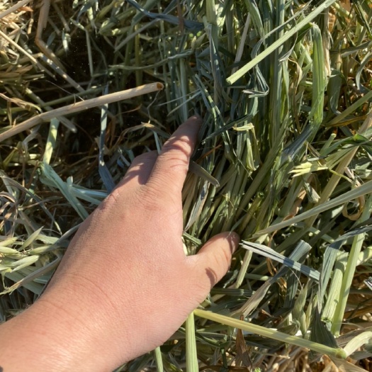 阿旗饲料燕麦草 饲草燕麦，全绿