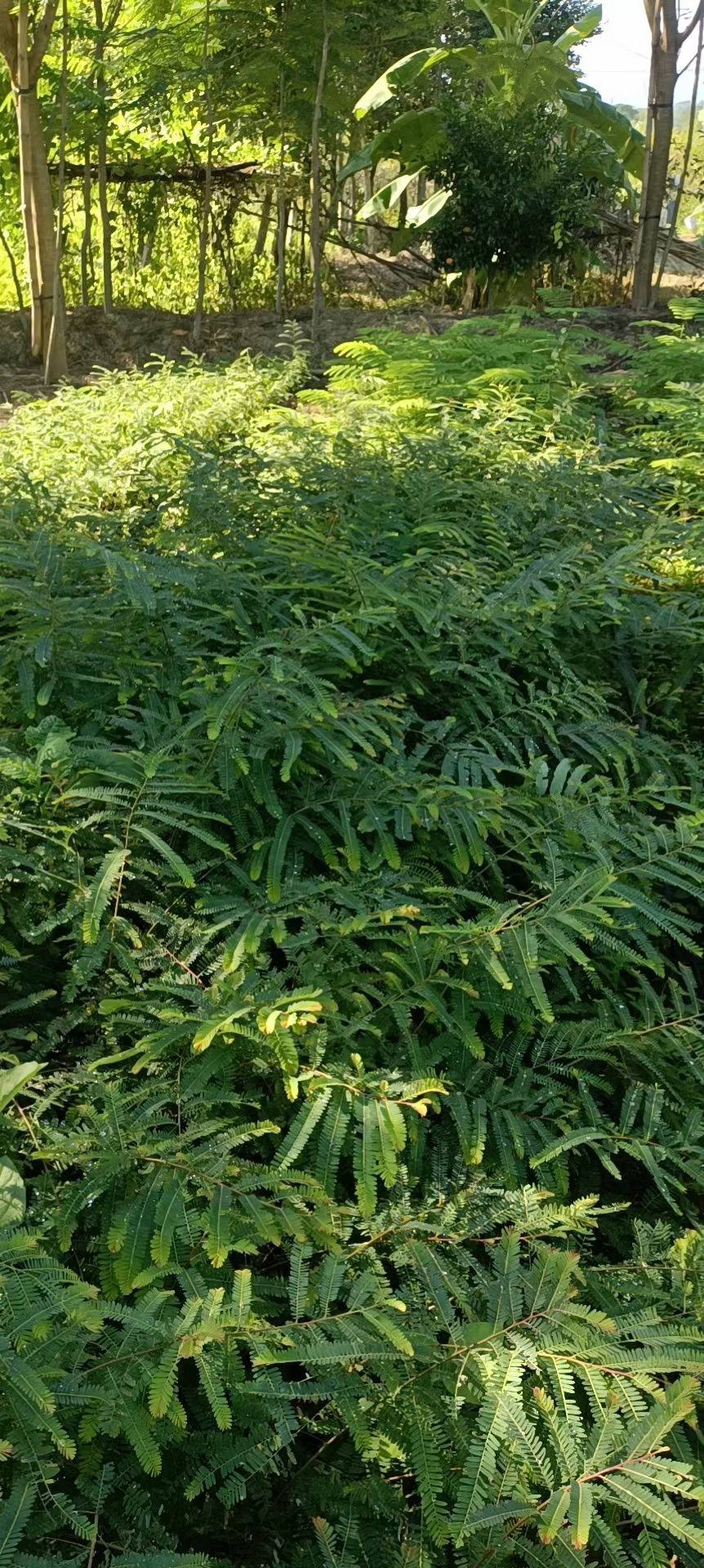 余甘果苗，柿饼余甘苗，实生苗，嫁接苗