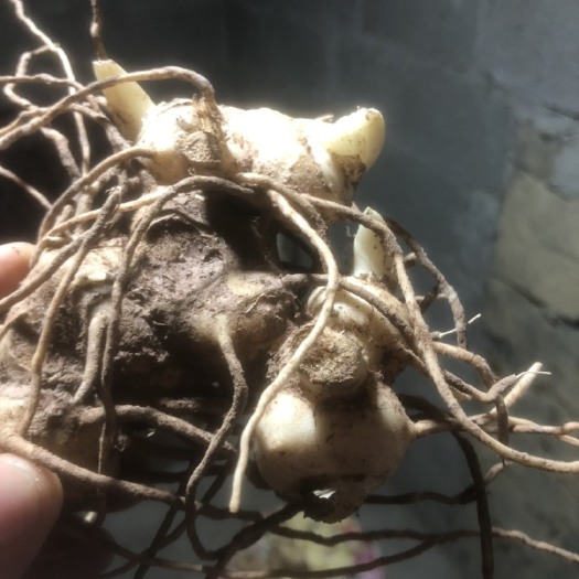 利川市姜型多花不倒苗黄精种苗 ，自产自销，基地直供，包技术指导。