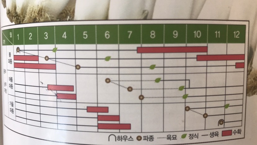 长白大葱种子 大葱种子（2200粒）