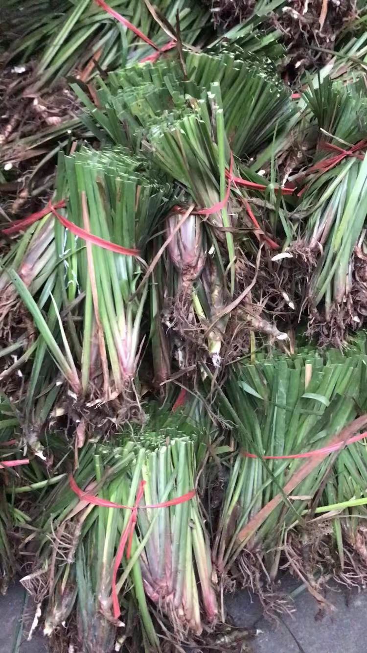 利川市中药材菖蒲   茴香型石菖蒲种苗繁育基地，易成活，包技术指导，可签回收合同
