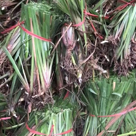 利川市中药材菖蒲   茴香型石菖蒲种苗繁育基地，易成活，包技术指导，可签回收合同