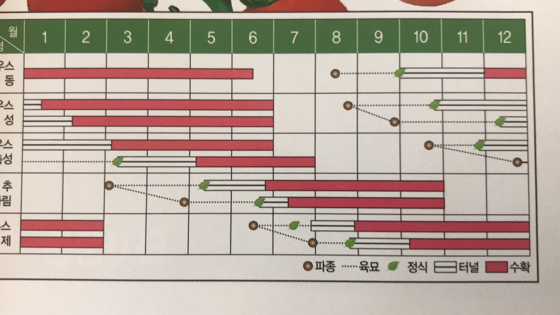 釜山1号   玲珑番茄1000粒