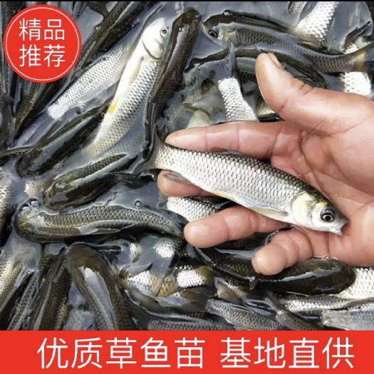 全椒县 草鱼苗